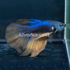Paradise Halfmoon Betta, Male (click for more detail)