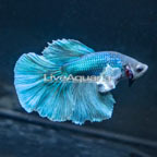 Dumbo Ear Betta, Male (click for more detail)