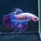 Purple Crowntail Betta, Male (click for more detail)