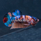 Koi Plakat Betta, Male (click for more detail)