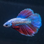 Dragon Scale Halfmoon Betta, Male (click for more detail)