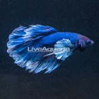 Dumbo Ear Betta, Male (click for more detail)