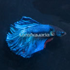 Turquoise Halfmoon Betta, Male (click for more detail)