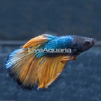 Paradise Halfmoon Betta, Male (click for more detail)