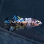 Koi Betta, Female (click for more detail)