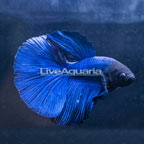 Blue Halfmoon Betta, Male (click for more detail)