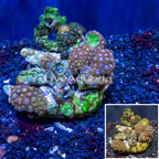 Zoanthus Coral Indonesia (click for more detail)