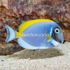 Powder Blue Tang (click for more detail)