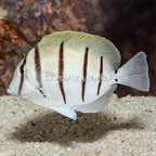 Convict Tang (click for more detail)