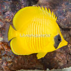 Golden Semilarvatus Butterflyfish (click for more detail)