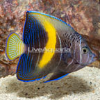 Maculosus Angelfish (click for more detail)