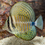 Sailfin Tang, Desjardini (click for more detail)