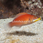 Scarlet Pin Stripe Wrasse (click for more detail)