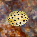 Cubicus Boxfish EXPERT ONLY (click for more detail)