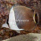 Whiteface Butterflyfish (click for more detail)