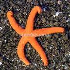 Orange Sea Star (click for more detail)