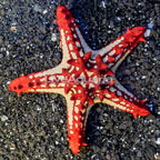 Red Knob Sea Star (click for more detail)