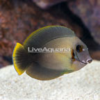 Mimic Half Black Tang (click for more detail)