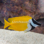 Foxface Lo (click for more detail)