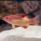 Neill's Hogfish (click for more detail)