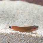 Tail Spot Blenny (click for more detail)