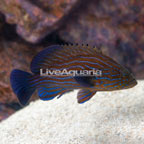 Blue Line Grouper  (click for more detail)