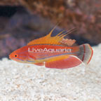 Carpenter's Flasher Wrasse (click for more detail)