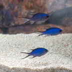 Caribbean Blue Reef Chromis, Trio (click for more detail)