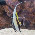 Moorish Idol EXPERT ONLY (click for more detail)