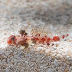 Red Scooter Dragonet (click for more detail)