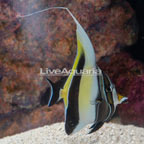 Moorish Idol EXPERT ONLY (click for more detail)