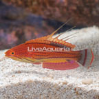 Carpenter's Flasher Wrasse (click for more detail)