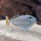 Red Tail Triggerfish (click for more detail)