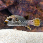 Dogface Puffer (click for more detail)