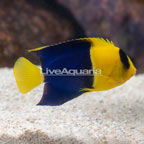 Bicolor Angelfish (click for more detail)