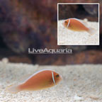 Pink Skunk Clownfish (click for more detail)