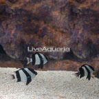 Three Stripe Damselfish (Trio) (click for more detail)
