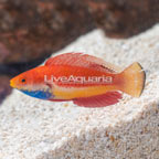Blue Throat Fairy Wrasse [Blemish] (click for more detail)