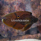 Marine Betta [Blemish] (click for more detail)