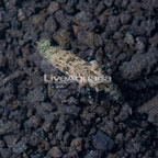Saron Shrimp (click for more detail)