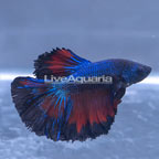 Multi-Color Halfmoon Betta, Male (click for more detail)