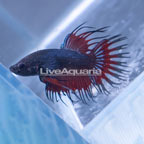 Crowntail Betta, Male (click for more detail)