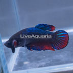 Giant Plakat Betta, Male (click for more detail)