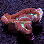 Aussie Symphyllia Brain Coral  (click for more detail)