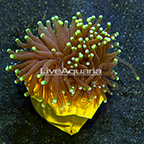 Aussie Gold Tip Torch Coral (click for more detail)