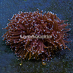 Aussie Torch Coral  (click for more detail)