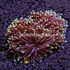 Aussie Torch Coral (click for more detail)
