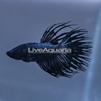 Black Crowntail Betta, Male  (click for more detail)