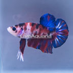 Koi Plakat Halfmoon Betta, Male  (click for more detail)