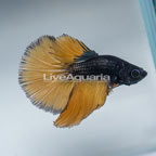 Paradise Halfmoon Betta, Male  (click for more detail)